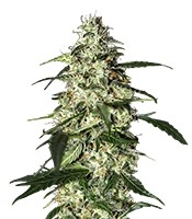 Skunk Auto (Strain Hunters)