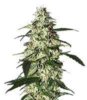 Skunk Auto (Strain Hunters)
