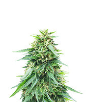 Somango XXL (Nirvana Seeds)
