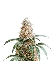 Amnesia Haze XL (Zambeza Seeds)