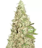 Afghan Cow (Dr Krippling Seeds)