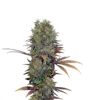 Landysh (VIP Seeds)