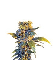 Colombian Sweet (VIP Seeds)