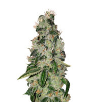 Ripper badazz (Ripper Seeds)
