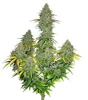 Fast Bud Auto (Sweet Seeds)