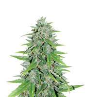 Original Auto Skunk (Fast Buds)
