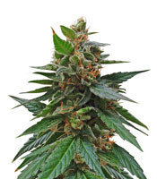 Buddha Magnum Auto regular (Buddha Seeds)
