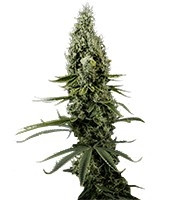 Arjan's Haze #3 (Green House Seeds)