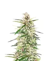 Skywalker Autoflower (Seedkeepers)