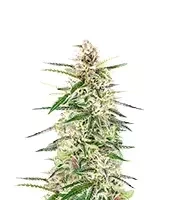 Skywalker Autoflower (Seedkeepers)