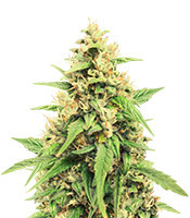 Jack 47 Auto (Sweet Seeds)