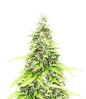 North Thunderfuck (Royal Queen Seeds)