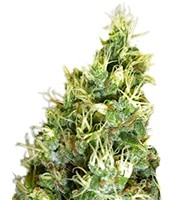 Double Dutch regular (Serious Seeds)