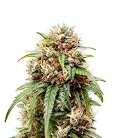 Bubblehead 13 (Big Head Seeds)