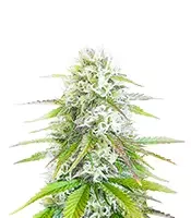 Ghost Train Power (Original Sensible Seeds)