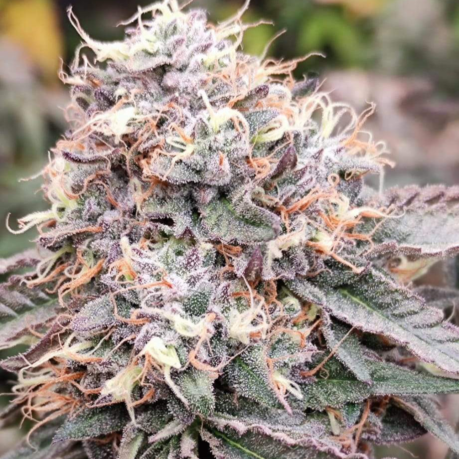 Hardcore OG Samen Automatik - 1 Samen