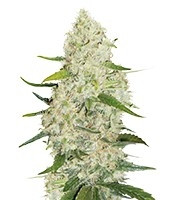 Think Big Auto (Dutch Passion)