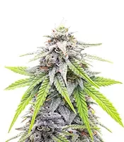 Donutz Feminized (Humboldt Seed Company)