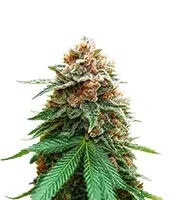 Mimosa Champagne (Female Seeds)