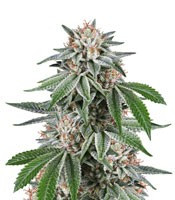 Gorilla (Dinafem Seeds)