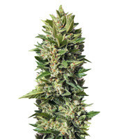 Golden Tiger (Ace Seeds)