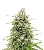 Banana Jealousy Auto RF3 (Ethos Genetics)