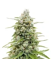 Banana Jealousy Auto RF3 (Ethos Genetics)