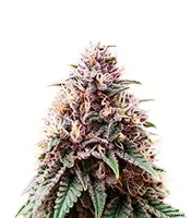 Soul Star (Dr Underground)