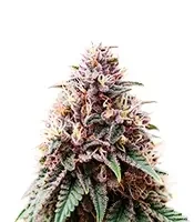 Soul Star (Dr Underground)