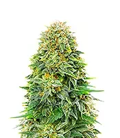 Dream Queen Autoflower (Humboldt Seed Company)