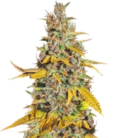 Lemon Kush (Female Seeds)