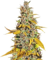 Lemon Kush (Female Seeds)