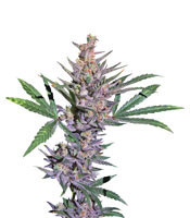 White Diesel Haze Automatic (White Label Seed Company)