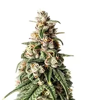 Hybrid X (Cream of the Crop Seeds)