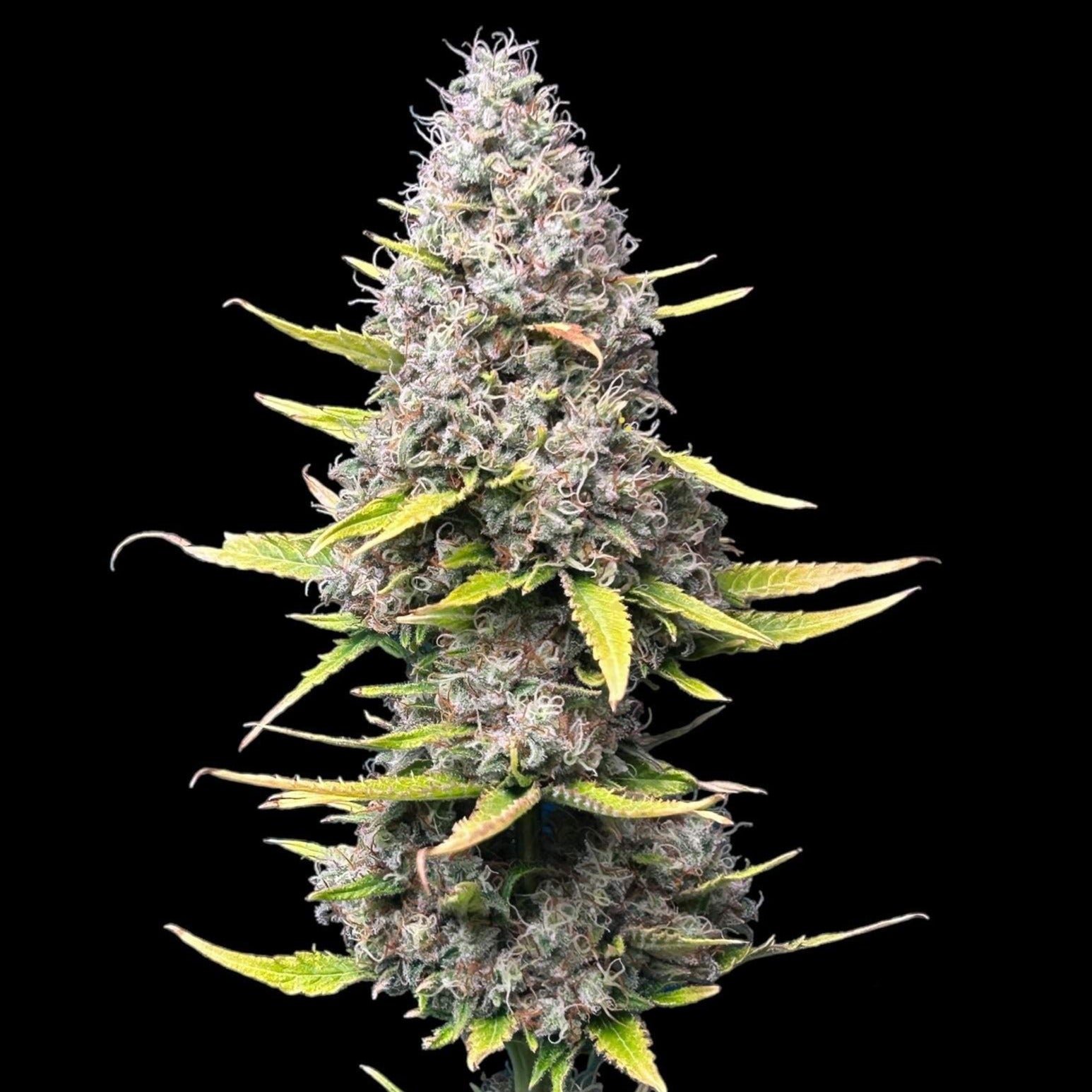 Super Silver Haze Samen Feminisiert - 1 Samen (+1 Gratis)