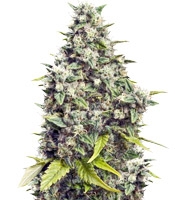 Grapefruit (Female Seeds)