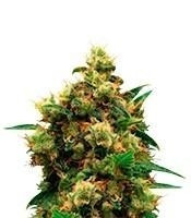 Painkiller XL CBD (Royal Queen Seeds)