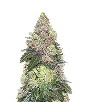 Girl Scout Cookies (Seedstockers)