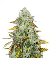 Peyote Critical (Barney's Farm)