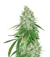 Toxic (Ripper Seeds)