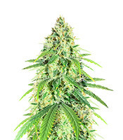 Glue Sherbert (AlphaFem Seeds)
