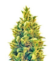 Puff Puff Pass Out (Kalis Fruitful Cannabis (KFC) Seeds)