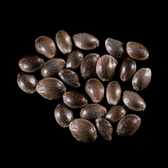 Strawberry Haze Auto - 25 Seed