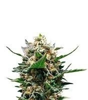 Royal Medic CBD (Royal Queen Seeds)