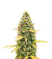 Kosher Kush 66 Autoflower (EGS)