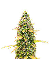 Kosher Kush 66 Autoflower (EGS)