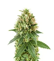 Blue Spider (Zambeza Seeds)