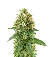 Blue Spider (Zambeza Seeds)