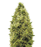 White Widow (Victory Seeds)