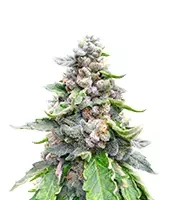 White Gold (Expert Seeds)